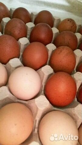 Яйца инкубационные (маран ч/м; мини-мясные палевые купить на Зозу.ру - фотография № 2
