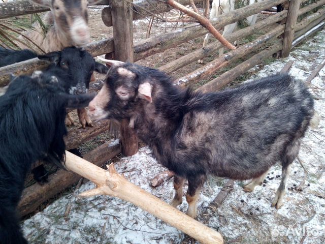 Альпийский козел на племя купить на Зозу.ру - фотография № 4
