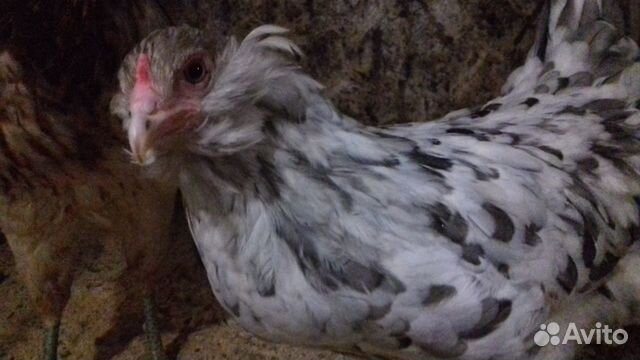 Цыплята,яйца,кур(семьи) купить на Зозу.ру - фотография № 9