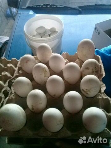 Яйцо гусинное купить на Зозу.ру - фотография № 1