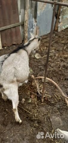 Молодые козы первый окот с козлятами купить на Зозу.ру - фотография № 6