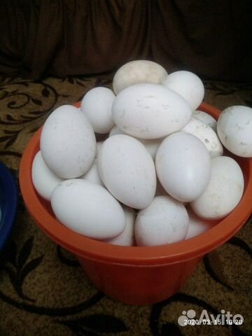 Продаются яйца гусиные купить на Зозу.ру - фотография № 1