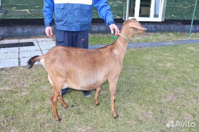 Нубийская коза 100 купить на Зозу.ру - фотография № 8