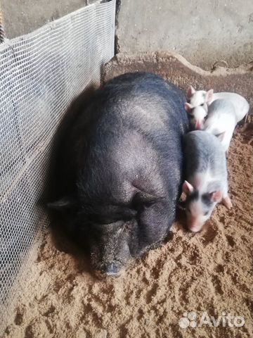 Вьетнамская свинья купить на Зозу.ру - фотография № 1