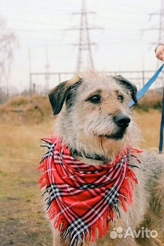 Бородатик собака Тоша в добрые руки купить на Зозу.ру - фотография № 6