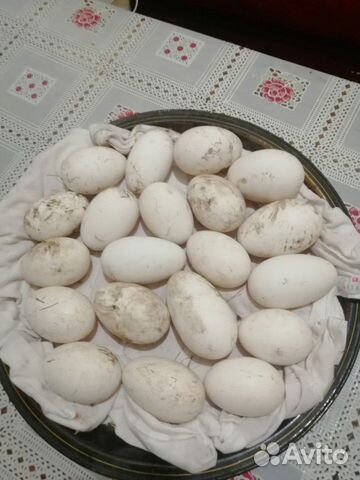 Гусиные инкубационное яйцо купить на Зозу.ру - фотография № 1