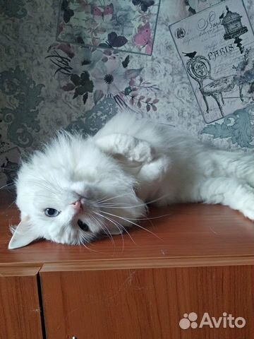 Кошка в добрые руки
