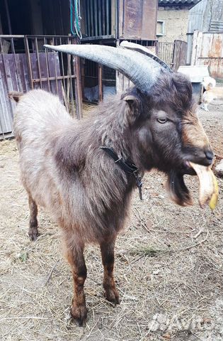 Козел от альпийской козы купить на Зозу.ру - фотография № 2