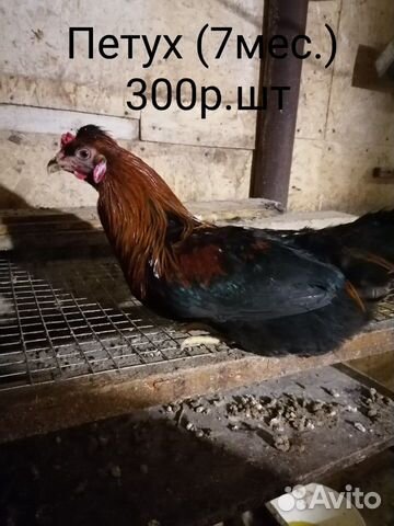 Курицы купить на Зозу.ру - фотография № 1