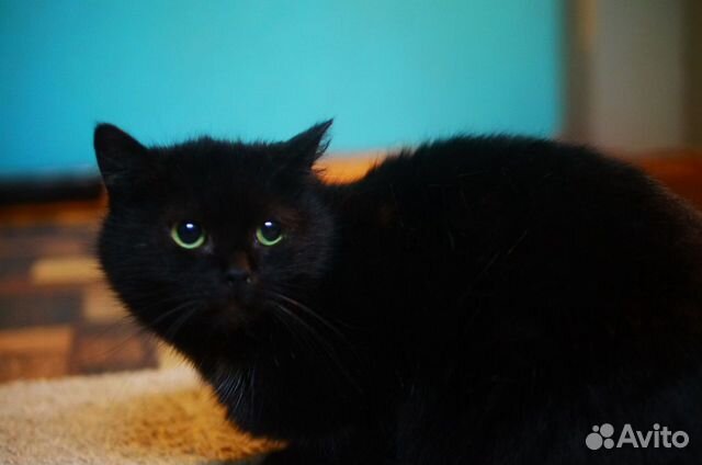 Кошка черная молодая купить на Зозу.ру - фотография № 1