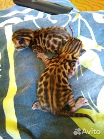 Бенгальские леопардики (открыт резерв) купить на Зозу.ру - фотография № 1