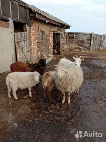 Доинная коза и овечки купить на Зозу.ру - фотография № 3
