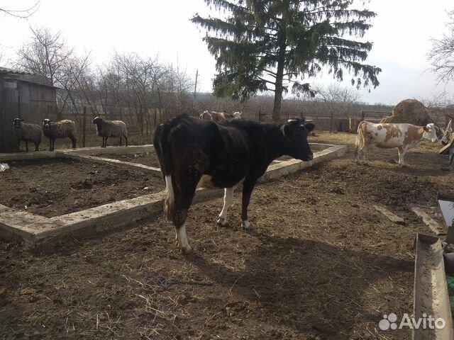 Корова и тёлка купить на Зозу.ру - фотография № 4