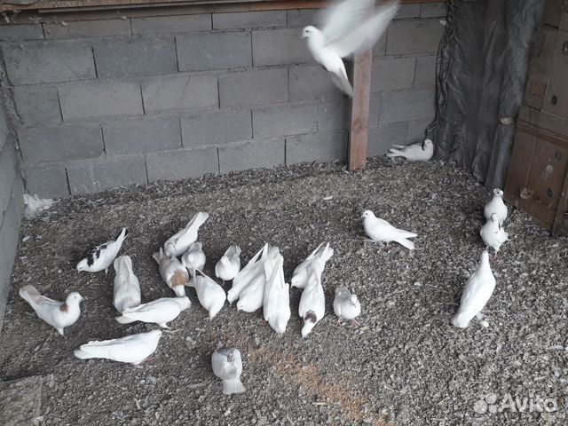 Летные голуби бакинские купить на Зозу.ру - фотография № 2
