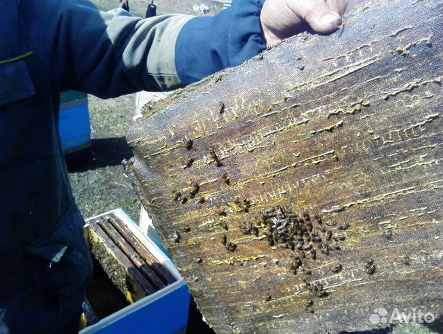Продажа пчелосемей купить на Зозу.ру - фотография № 5