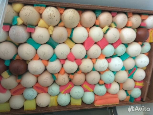 Яйцо инкубационное породы Мехеленская Кукушка - 10 купить на Зозу.ру - фотография № 3