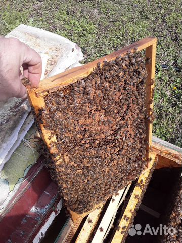 Пчелопакеты, пчеломатки купить на Зозу.ру - фотография № 4