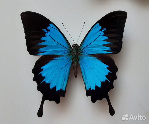 Бабочка в рамке под стеклом