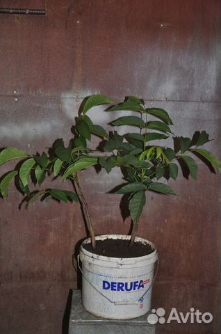 Саженцы грецкого ореха 