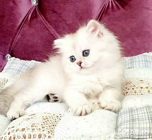 Британский котик Британский котик