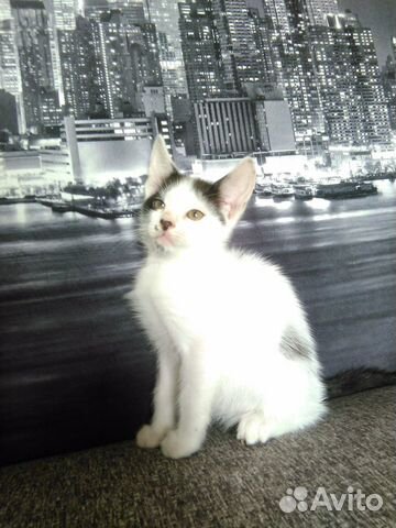Котятки 2 мес