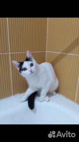 Кошка 6 месяцев Кошка 6 месяцев