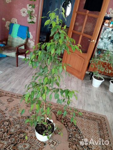 Фикусы