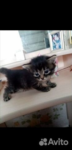 Котенок