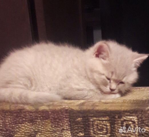 Шотландские котята Шотландские котята