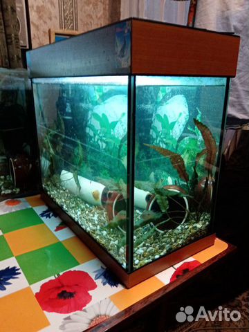 Аквариум 50л