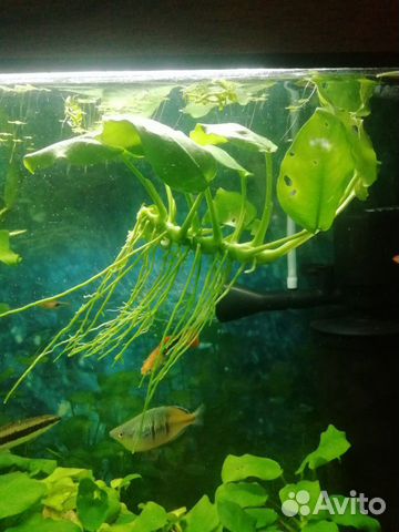 Анубиас средний