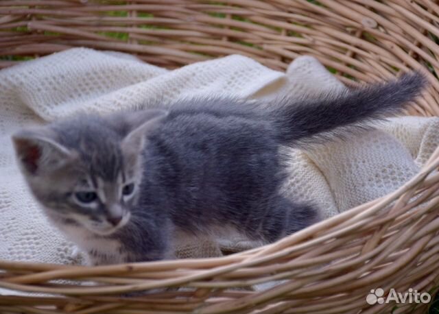 Котёнок метис