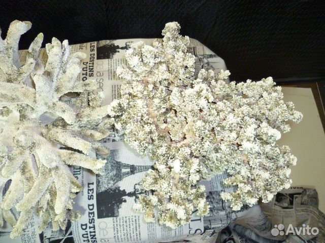 Кораллы морские Кораллы морские