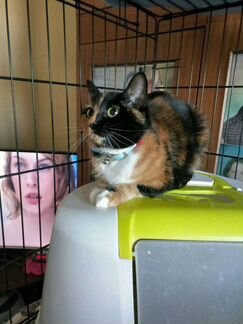 Красавица Тэя ищет дом