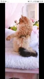 Британские кошки
