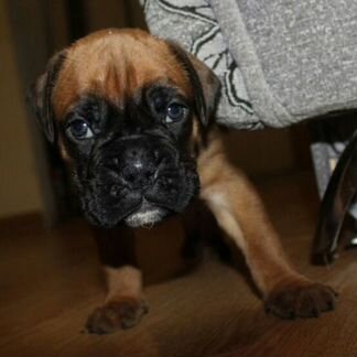 Мальчишки боксерята