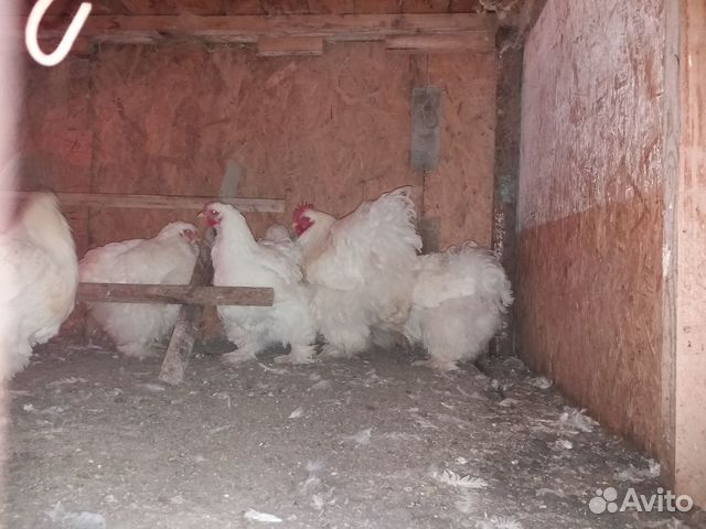 Мускусные утки тяжёлой линии