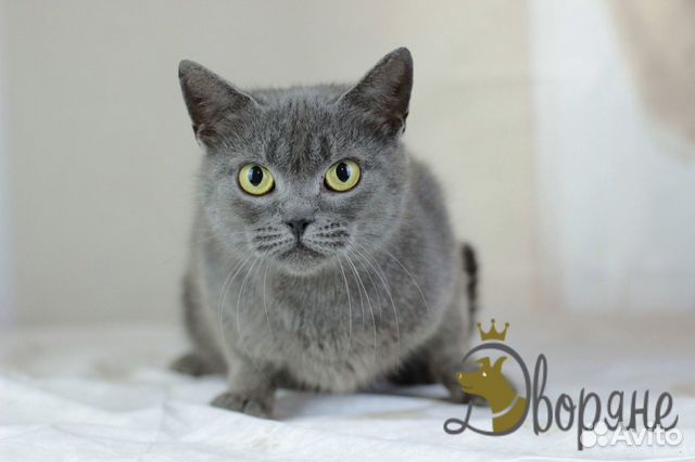 Ласковая кошечка Японка