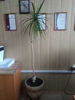 Драцена Маргината