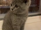 Шикарный плюшевый британский котенок объявление продам