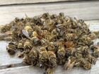 Пчелиный подмор объявление продам