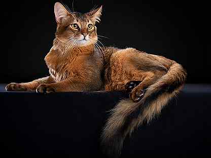 Кошка Породы Сомали Фото