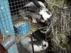 Продам 2ух кроликов самцов 5ти месячных объявление продам