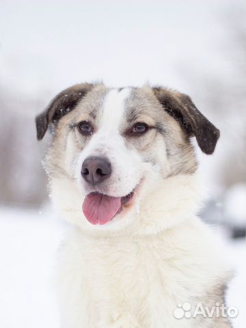 Активная собака в добрые руки