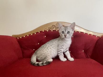 Египетская мау Снежок и Снежана