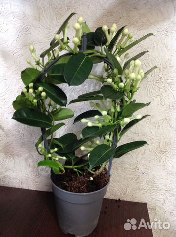 Жасмин Стефанотис ароматный подарок к 8 Марта