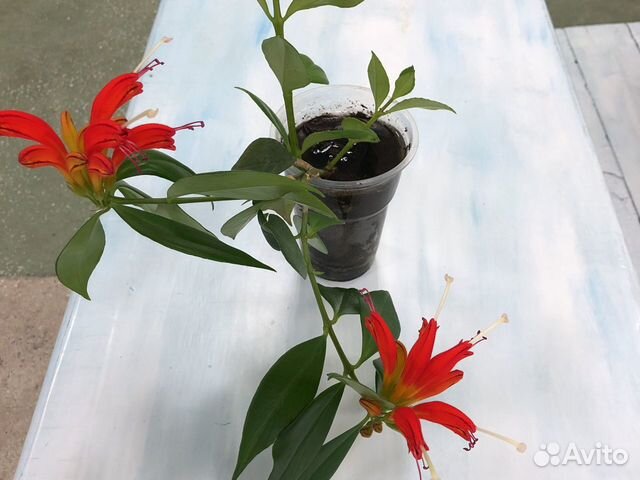 Эсхинантус