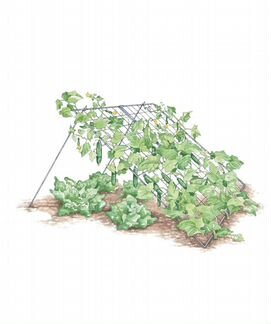 Шпалера для огурцов и вьющихся растений 120х80 см