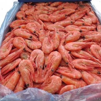 Креветка Северная