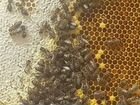 Продам пчелосемьи с ульями или без на выбор